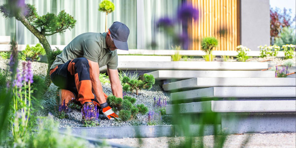 A gardener pulling out flowers